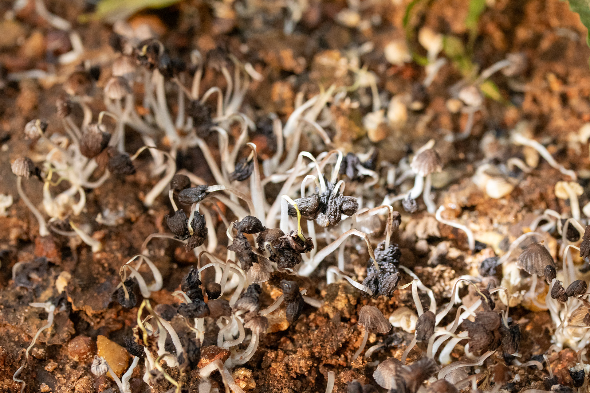 The same mushrooms as in the previous image have dried up: Their caps have shrunken and are pointing downwards towards the soil.  
            