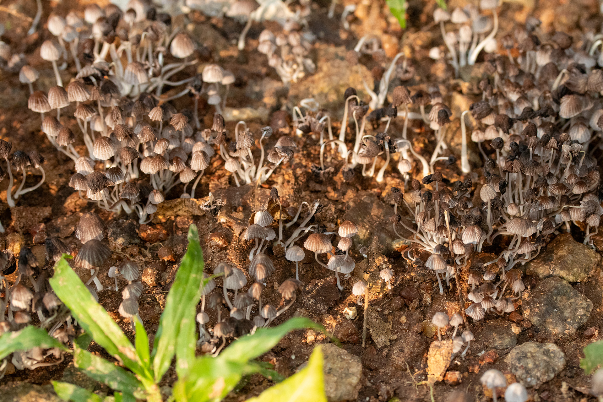 A multitude of small brown mushrooms emerge from the wet soil. The sunlight offers warm rays, that also meet a patch of grass in the lower part of the photo.  
            