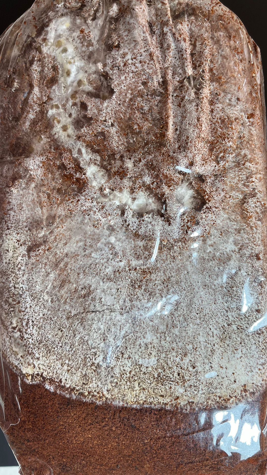 Close-up of a growth bag with visible mycelium growth on the surface. The mycelium appears white and fuzzy, predominantly covering the top half of the bag. The mycelium is wrapped in a slightly translucent plastic bag, allowing a clear view of the fungal growth inside.