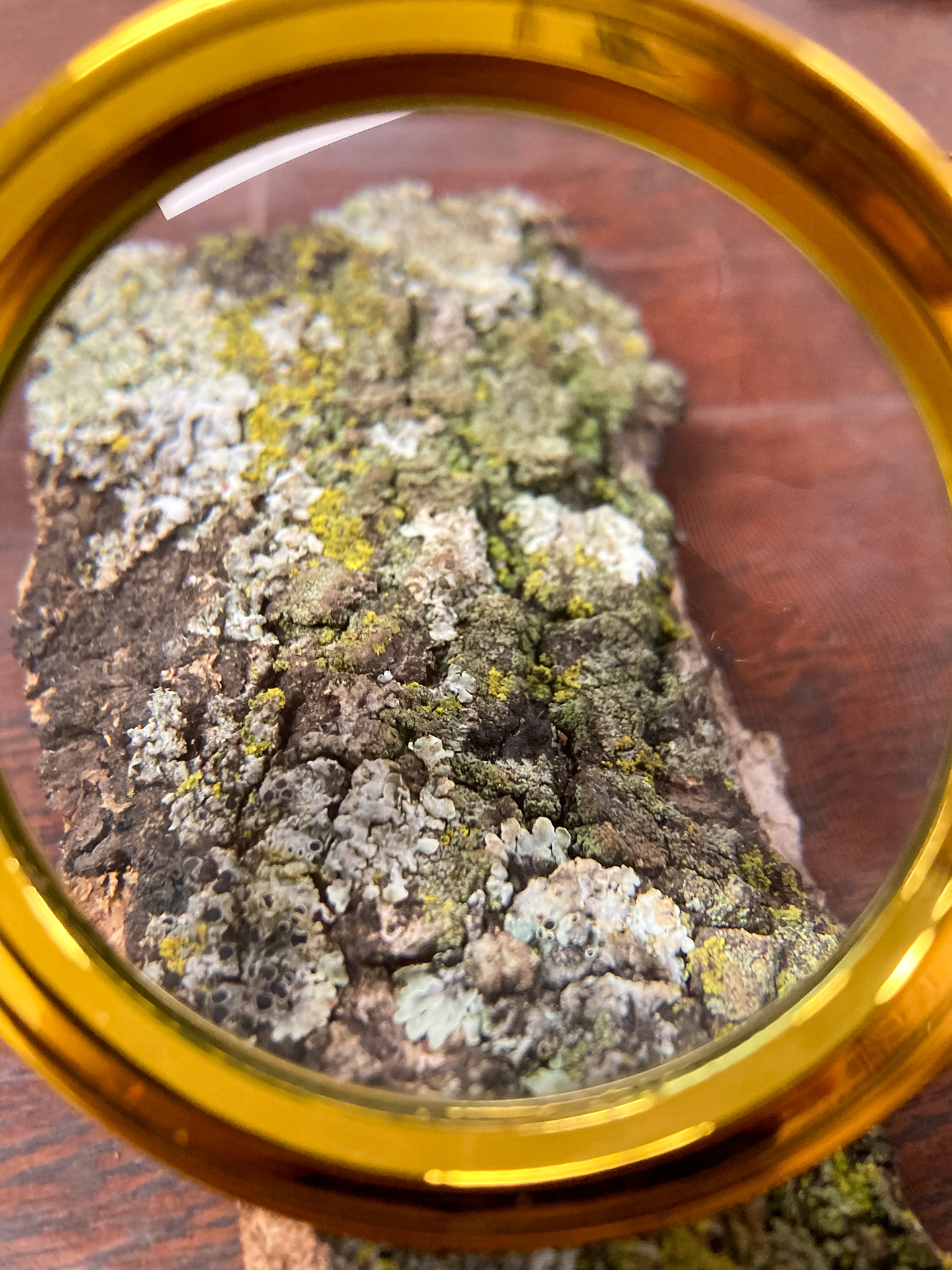 Photographed through a golden magnifying glass, lichens on a piece of bark appear larger and in green and grey colors.